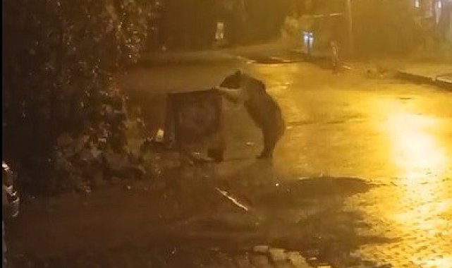 Sarıkamış'ta ayılar kış uykusunu unuttu