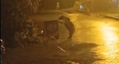 Sarıkamış'ta ayılar kış uykusunu unuttu