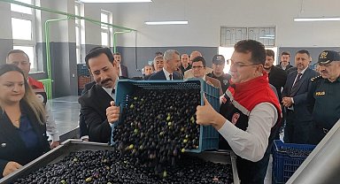 Şarköy'de zeytin hasadı yapıldı