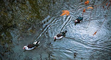 Savur, doğal güzelliğiyle ziyaretçileri mest ediyor