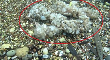 Sigara izmaritleri denizde pamuk tarlasına dönüştü