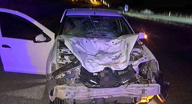 Siirt'te otomobilin çarptığı at telef oldu