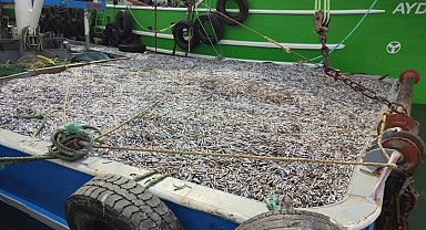 Sinop'ta hamsi denetimleri