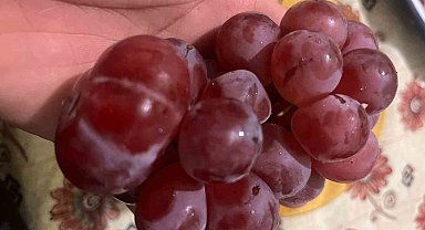 Sıra dışı üzüm tanesi görenleri hayrete düşürdü