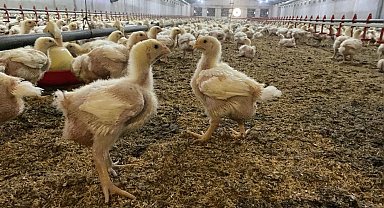 Söke'de üreticilere Kuş Gribi riski uyarısı