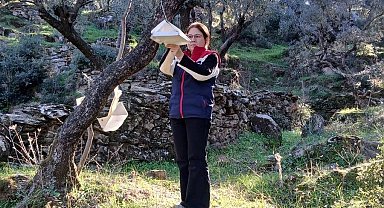 Söke'de zararlı popülasyonunda artış görüldü