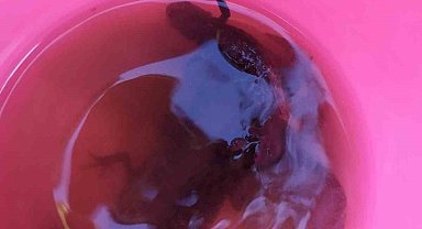 Su çektiği kuyudan semenderler çıktı