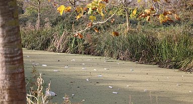 Su kanalı adeta çöplüğe döndü: Vatandaş Karasu Belediyesi'ni göreve çağırdı