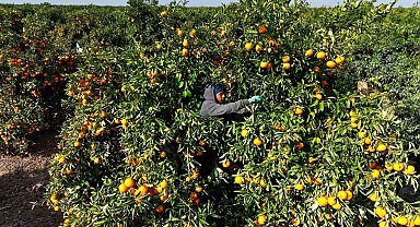 Tarım işçilerinin grevi mandalinayı dalında bıraktı: Kilosu 3 liraya kadar geriledi