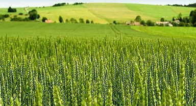 Tarım-ÜFE yıllık yüzde 45,40 arttı! Tek yıllık bitkisel ürünlerde sert fiyat artışı