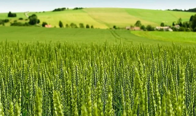 Tarım-ÜFE yıllık yüzde 45,40 arttı! Tek yıllık bitkisel ürünlerde sert fiyat artışı