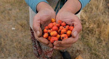 Tatvan'da alıç hasadı