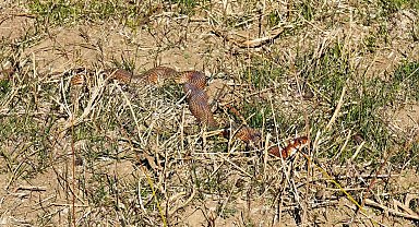 Tatvan'da nadir görülen kırmızı yılan görüntülendi