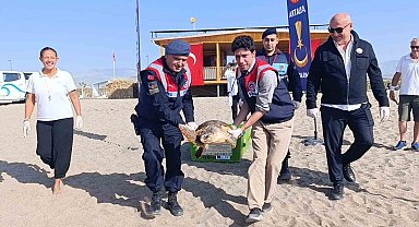 Tedavisi tamamlanan caretta caretta denizin maviliğine kulaç açtı
