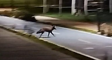 Tekirdağ sahilde tilki görüntülendi