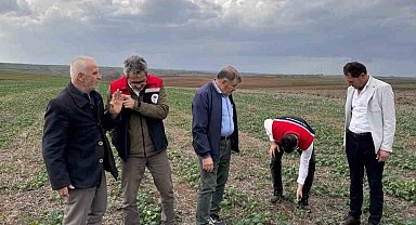 Tekirdağ'da anıza kanola ekimi