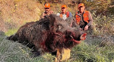 Tekirdağ'da avcılar bile şaşırdı: 300 kiloluk yaban domuzu avlandı