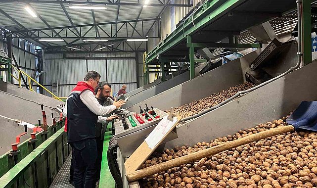 Tekirdağ'da ceviz ekim alanları genişliyor
