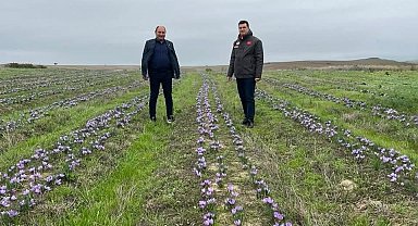 Tekirdağ'da safran üretimi yaygınlaşıyor