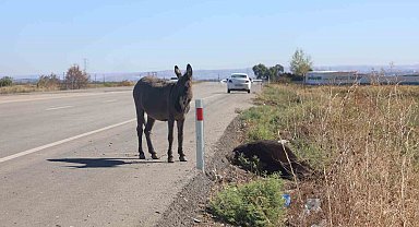 Telef olan annesinin başında beklediği görüntülerle duygulandıran sıpa yeni yuvasında yaşamaya başladı