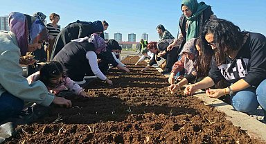 Tıbbi ve Aromatik Bitkiler Atölyesinde safran ekimi