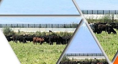 TİGEM'den 'Kırsalda Bereket Hayvancılığa Destek Projesi' için yeni duyuru