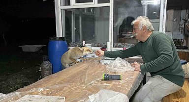 Tilki ailesi her akşam yemek için bağ evine geliyor