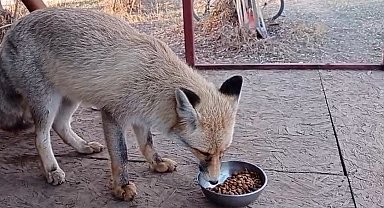Tilki ile sohbet gülümsetti