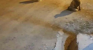 Tilkileri için yaylayı terk edip şehre gidemiyor