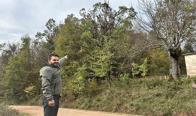 Tırmandıkları ağaçta meşe palamudu yiyen ayılar kamerada