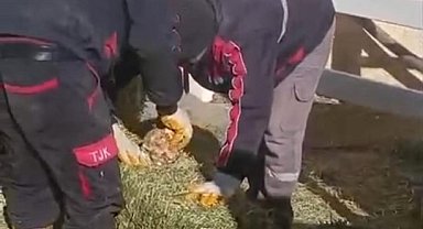 TJK Şanlıurfa Hara ve Aşım İstasyonu'nda skandal görüntüler