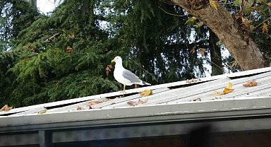 Toplar çatıya takılınca çözüm martıdan geldi: Öğrencilerin yeni "Top Kurtarıcısı" martı oldu