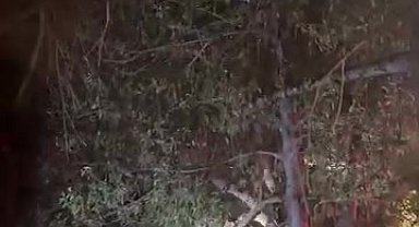 Topunu almak için çıktığı ağaçtan inemeyen çocuğun yardımına itfaiye yetişti