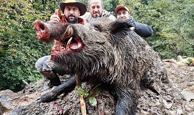 Trabzon'da sürek avında 300 kg'lık domuz fişeklerin hedefi oldu