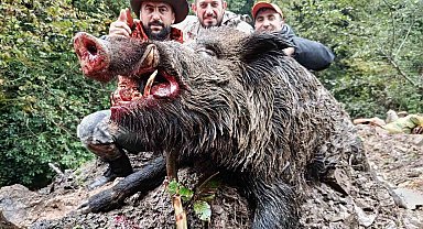 Trabzon'da sürek avında 300 kg'lık domuz fişeklerin hedefi oldu