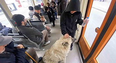 Tramvaya binen sevimli köpek ilgi odağı oldu