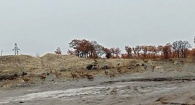 Tunceli'de dağ keçisi sürüsü görüntülendi