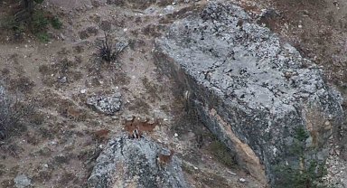 Tunceli'de vaşak görüntülendi