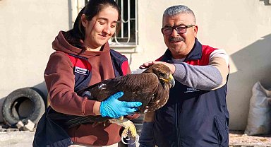 Tunceli'de yaralı halde bulunan kartal, tedavi altına alındı