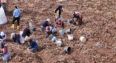 Türkiye'de sezonun son patatesleri Sivas'ta sökülüyor