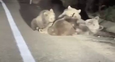 Uludağ'da vahşi doğanın en tatlı anı... Anne ayı yavrularını emzirirken görüntülendi