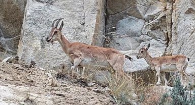Uzundere'de dağ keçileri görüntülendi