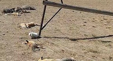 Van'da korkunç manzara: Düşen enerji hattı yaban hayvanlarını öldürdü