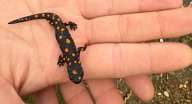 Van'da nadir rastlanan benekli semender görüldü