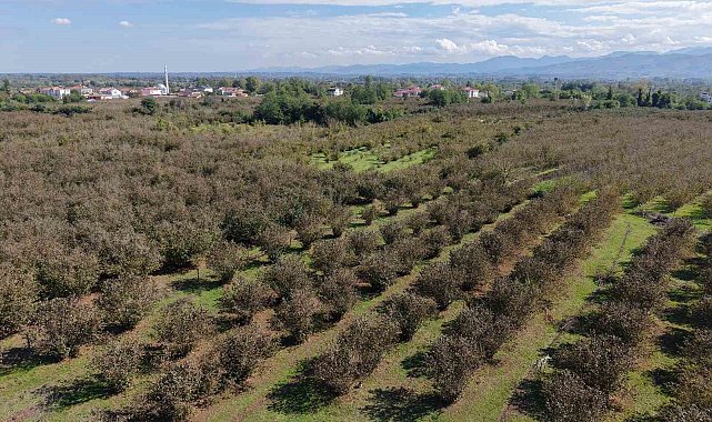 Verimli topraklar ağaçlarla kaplanıyor: Çarşamba Ovası tarımdan uzaklaşıyor
