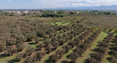 Verimli topraklar ağaçlarla kaplanıyor: Çarşamba Ovası tarımdan uzaklaşıyor