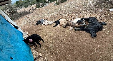 Yabani hayvan saldırısında 12 küçükbaş hayvan telef oldu