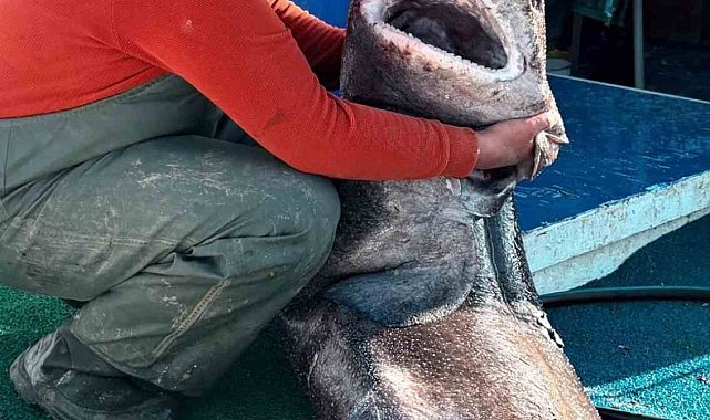 Yalova açıklarında 4 metre uzunluğunda köpek balığı ağa takıldı