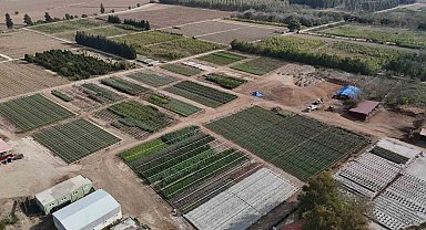 Yanan ormanlar üretilen milyonlarca fidanla yeşerecek