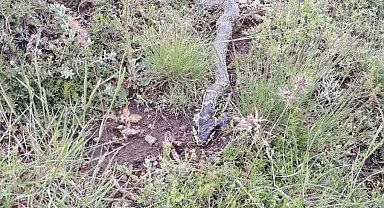 Yaylada görülen engerek yılanı merak ve korkuya neden oldu